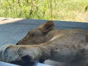 メスライオン