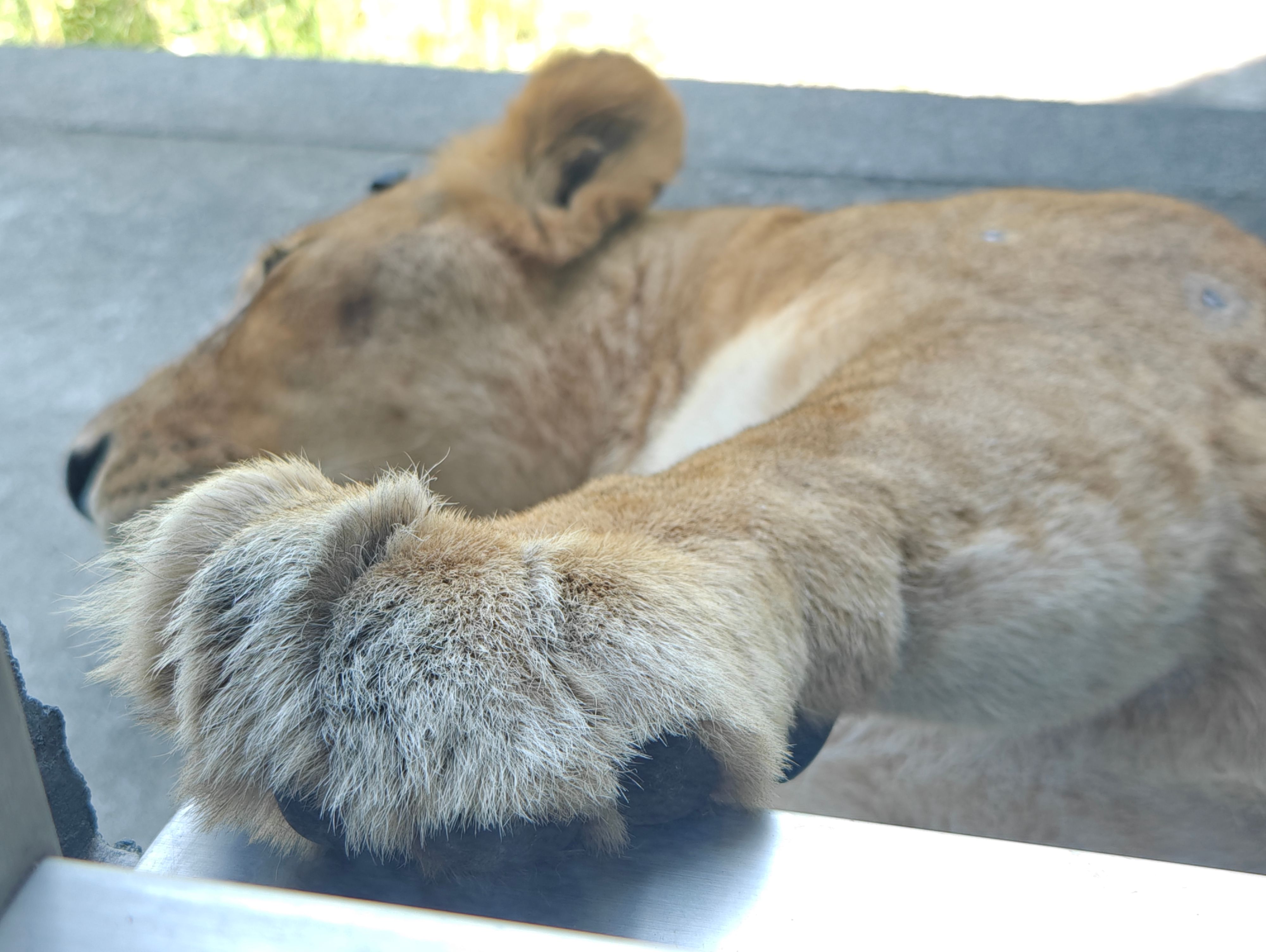 ライオンのメス